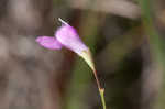 Jackson false foxglove